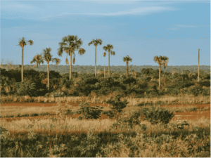 Weite Savannenlandschaft unter blauem Himmel mit hohen, vereinzelt stehenden Fächerpalmen und dichtem Gebüsch im Hintergrund