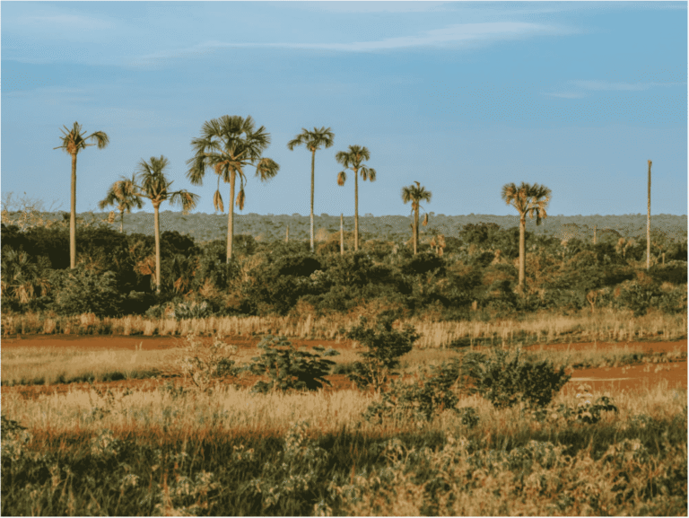 Weite Savannenlandschaft unter blauem Himmel mit hohen, vereinzelt stehenden Fächerpalmen und dichtem Gebüsch im Hintergrund